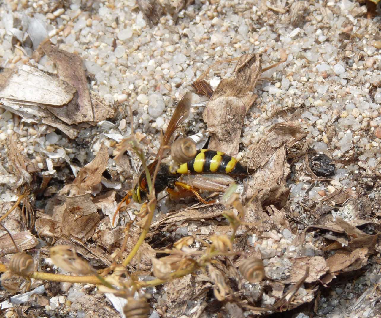 Stizus fasciatus ♀; prede portate nella tana